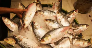 দুর্গাপূজায় ভারতে রপ্তানি হবে ১২০০ টন ইলিশ